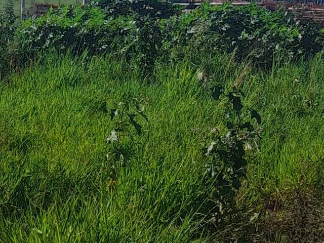 Terreno para Venda em Hortolândia - 4