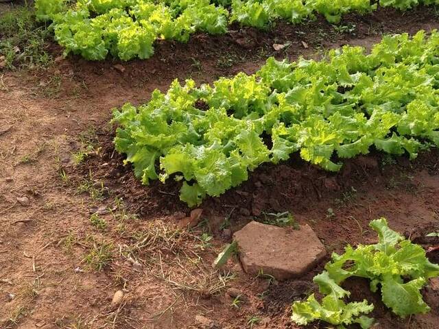 Chácara para Locação em Hortolândia - 4